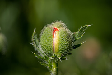 Opening buds of poppy flowers close up