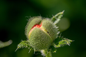 Opening buds of poppy flowers close up