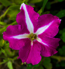Petunia flower from the garden