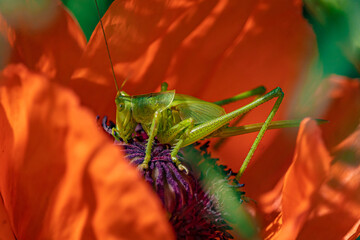 A large green grasshopper (locust) sits on a bright red poppy flower
