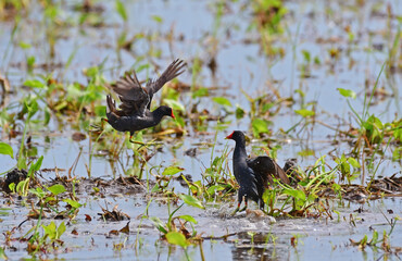 The common moorhen (Gallinula chloropus), also known as the waterhen or swamp chicken, is a bird...