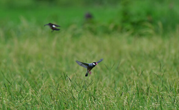 Java sparrow (Lonchura oryzivora), also known as Java finch, Java rice sparrow or  is a small passerine bird.This estradiol finch is a resident breeding bird in Java.Bird on rice field  in Thailand.