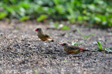 red avadavat (Amandava amandava), red munia or strawberry finch, is a sparrow-sized bird of the family Estrildidae. It is found in the open fields and grasslands of tropical Asia .Bird in Thailand.