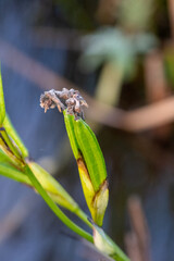 A closeup of iris seed pod.   Vancouver BC Canada
