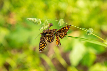 Naklejka premium Mating games of butterflies against the background of bright forest greenery. Close up