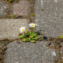 a small flower breaking out of the pavement