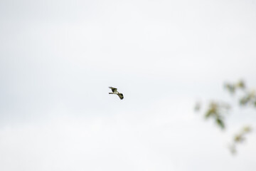 Osprey flying in the sky.   Vancouver BC Canada
