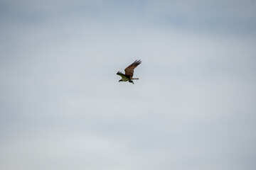 Osprey holding a fish heading back to its nest. Vancouver BC Canada
