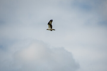 Osprey carrying off a fish back to its nest. Vancouver BC Canada
