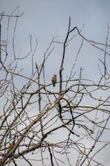 Cedar Waxwing perching on the branch.    Vancouver BC Canada
