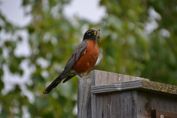 Robin with Some Take-Out
