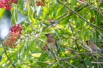 Cedar Waxwing perching on the branch.    Vancouver BC Canada
