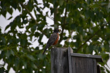 Robin with Some Take-Out