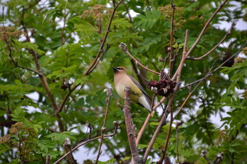 Cedar Waxwing in a Mountain Ash Tree