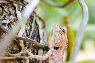 A species of lizard native to Southeast Asia.