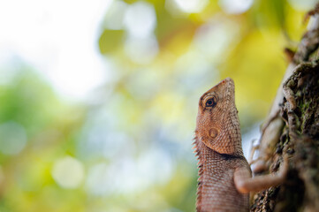 Fototapeta premium A species of lizard native to Southeast Asia.