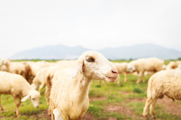 Sheeps on the field