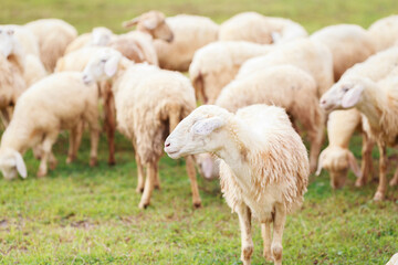 Obraz na płótnie Canvas Sheeps on the field