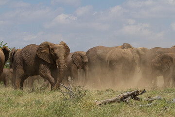 Large herd of elephants having a dust bath under a blue sky in Mapungubwe National Park South Africa