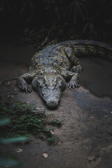 Crocodile in the zoo