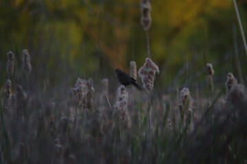 Sparrow Singing