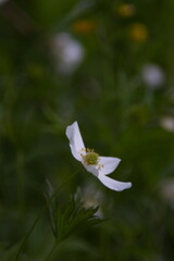 White Flowers