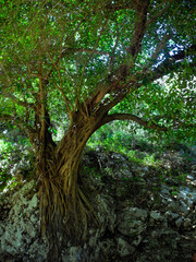 Fototapeta premium Old balete tree in the forest
