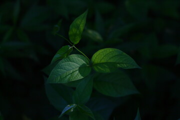 Leaves under the light of the sun