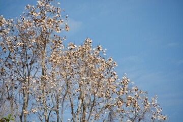 Burma padauk tree with the sky background 