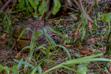 tortoise on the grass