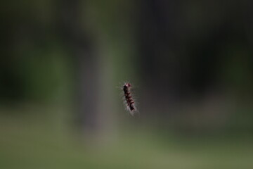 Caterpillar hanging in the air
