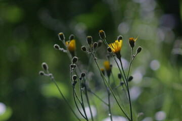 Yellow flowers