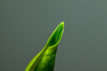 Opening green ficus leaf close-up on a gray background