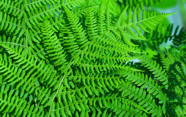 Fern leaves close up. Nature background. Tropical forest. Botanical concept.