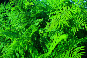 Fern leaves close up. Nature background. Tropical forest. Botanical concept.