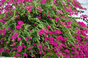 Bougainvillea glabra Choisy for background 