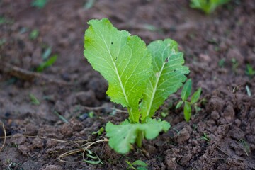 Nappa cabbage is growing in the garden 