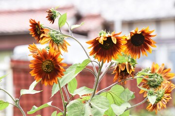 Sunflowers of the brown variety.