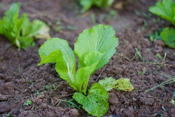 Nappa cabbage is growing in the garden 