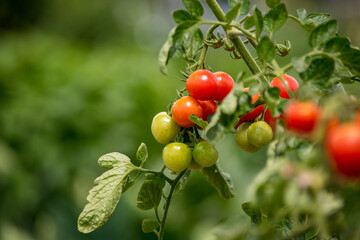 美味しそうなミニトマトがまもなく集荷されます