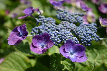 ピンクシャワー（アジサイ）