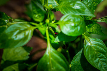 Beautiful closeup macro look of two ladybugs having intercourse