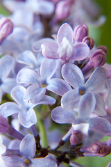 Lilac flowers, art design, soft focus, blurred background. Bunch of Beautiful