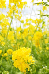 Obraz premium OLYMPUS DIGITAL CAMERA