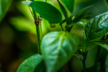 Beautiful closeup macro look of two ladybugs having intercourse