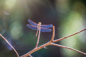 A large dragonfly sits on a branch on a blurry green background.