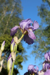 Blooming purple gladiolus iris flower (Iris &times; germanica Iris pallida)