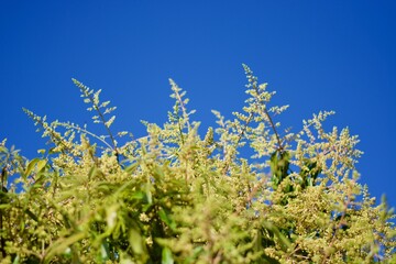 mango flower with the sky background 