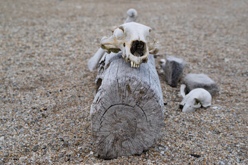 Bones lying on drift wood on an island called "Nordaustlandet" on Svalbard.
