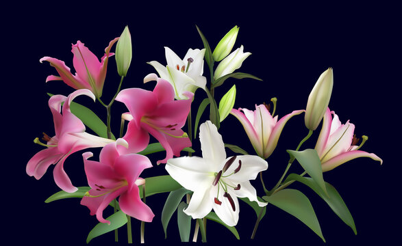 group of light and dark pink lily flowes on black